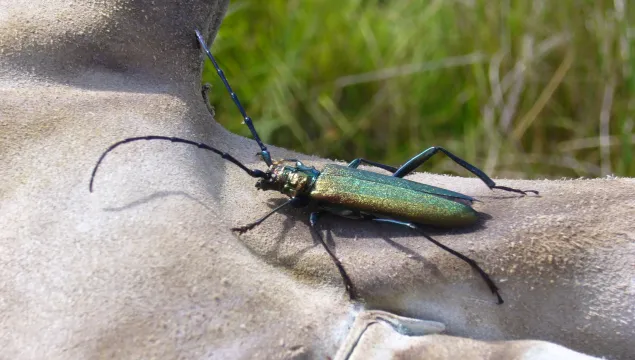 Musk Beetle