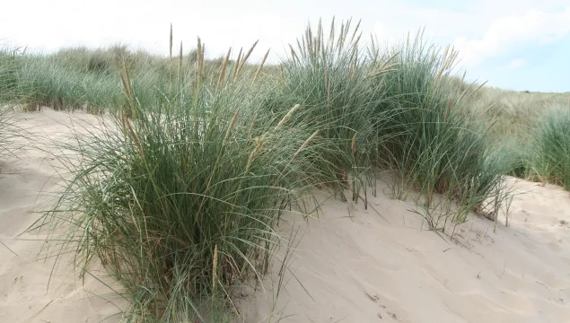 Marram Grass