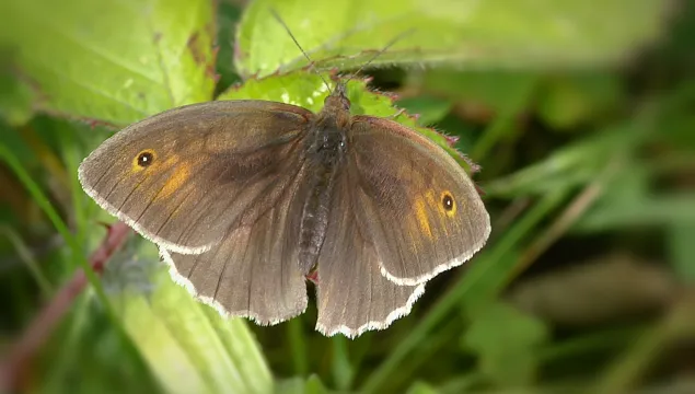 Meadow Brown