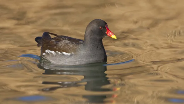 Moorhen