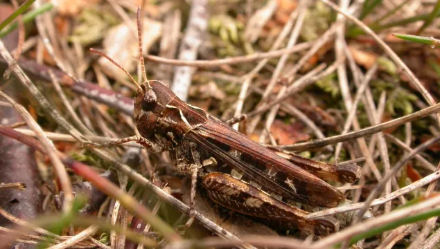 Mottled Grasshopper