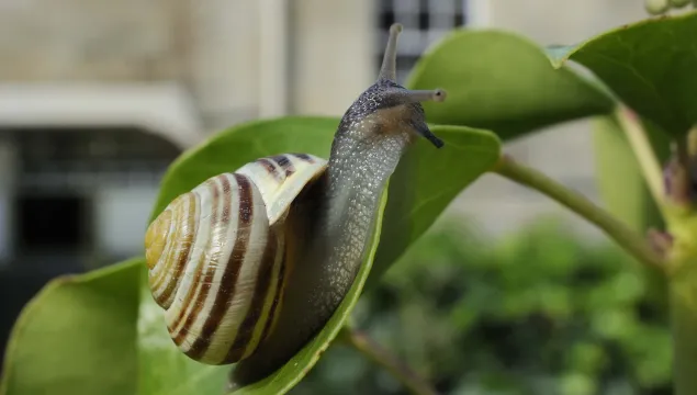 White-lipped Snail
