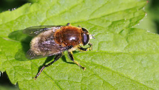 Narcissus Bulb Fly