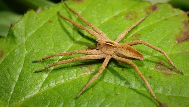 Nursery Web Spider