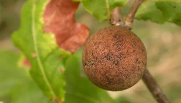 Oak Marble Gall Wasp