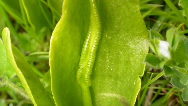 Adder's-tongue Fern
