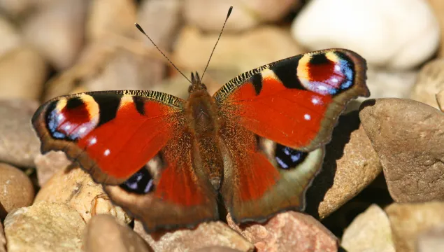 Peacock butterfly