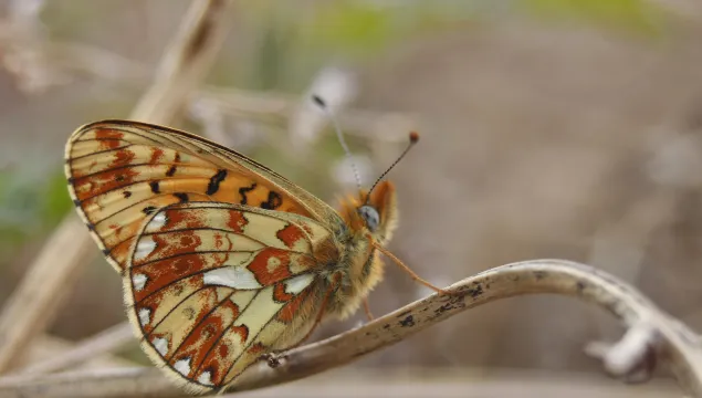 Pearl-bordered Fritillary underwing