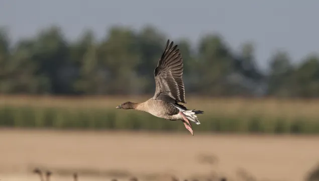 Pink-footed Goose