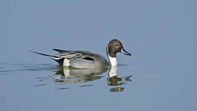 A drake pintail swimming across a glassy lake, leaving ripples in its wake