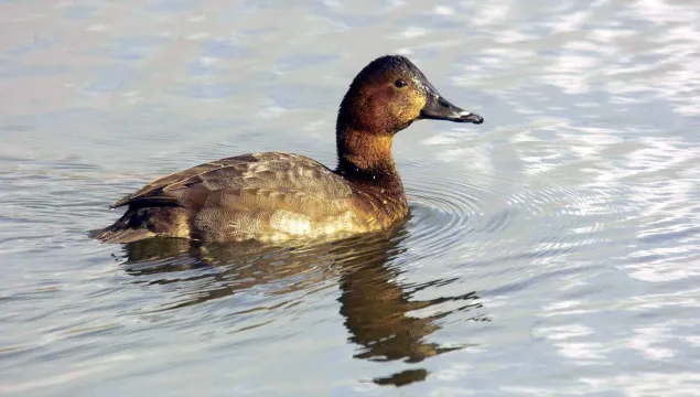 Pochard