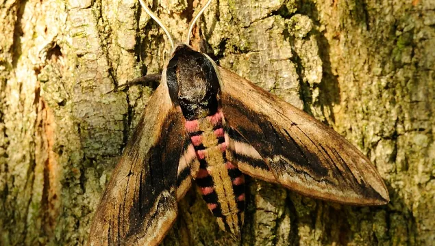 Privet Hawk-moth