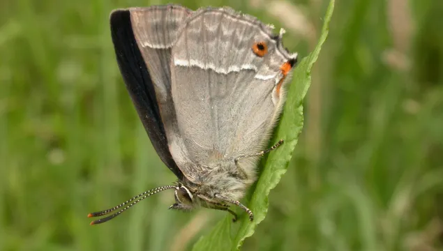 Purple Hairstreak butterfly