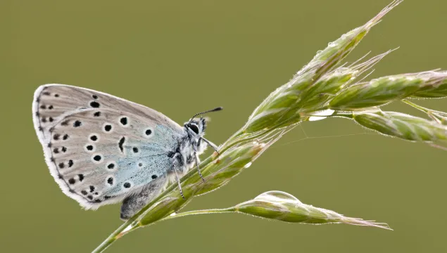 Large Blue butterfly