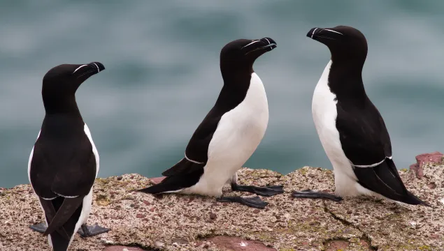 Razorbill