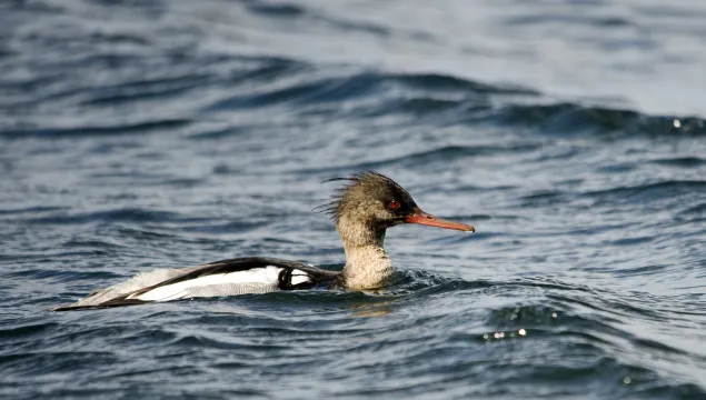 Red-breasted Merganser male