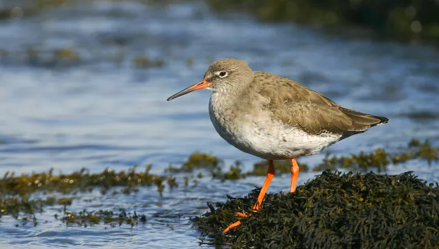 A redshank standing amongst seaweed on the edge of the water