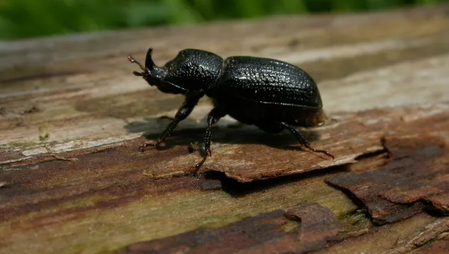 Rhinoceros Beetle