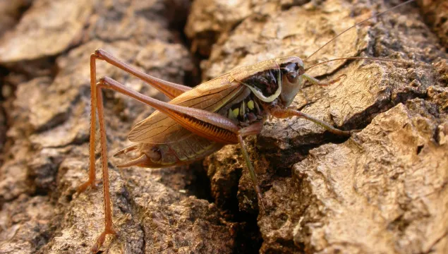 Roesel's Bush-cricket