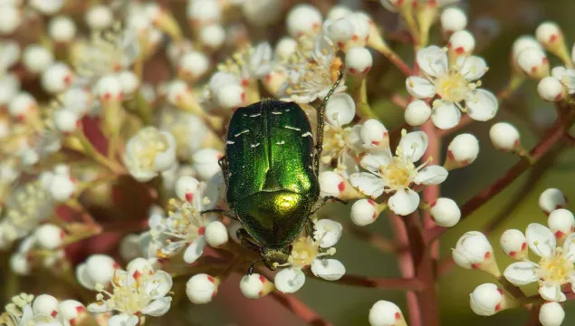 Rose Chafer