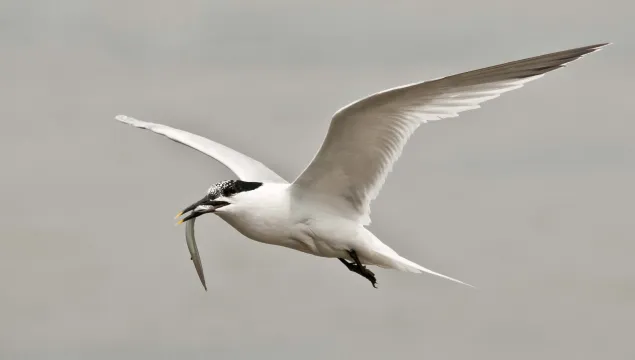 Sandwich Tern