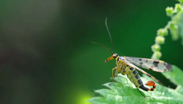 Scorpion Fly
