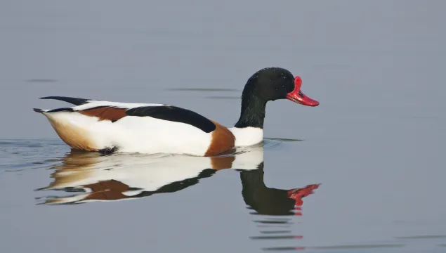 Shelduck