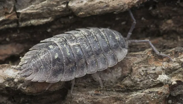 Common Woodlouse