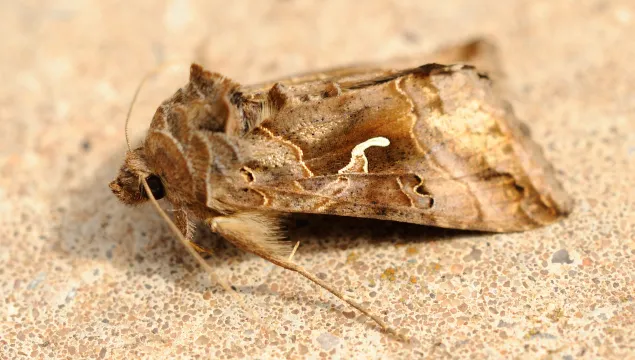 Silver Y moth
