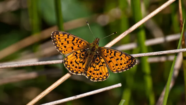 Small Pearl-bordered Fritillary butterfly