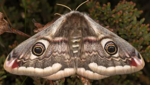 Emperor Moth