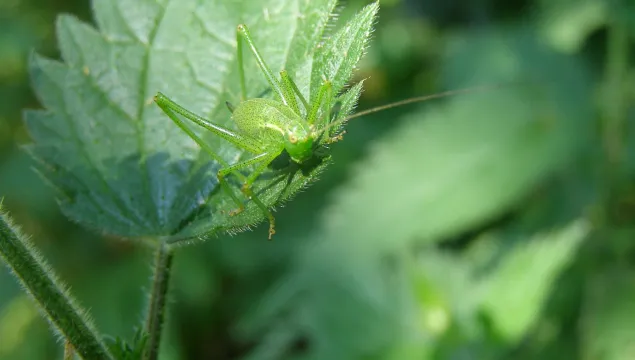Speckled Bush-cricket