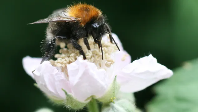 Tree Bumblebee