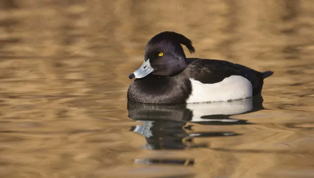 Tufted Duck