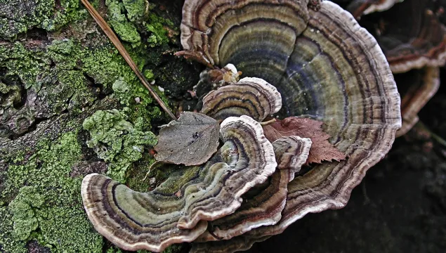 Turkeytail