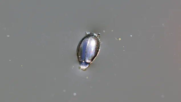 Whirligig Beetle