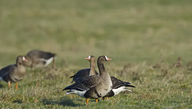 White-fronted Goose