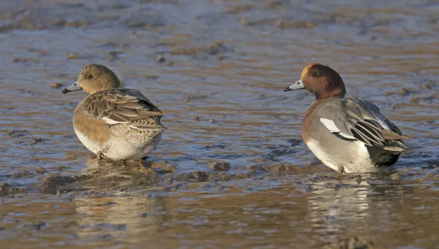 A pair of wigeon stand on a muddy shore