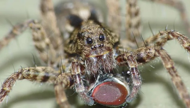 Wolf Spider