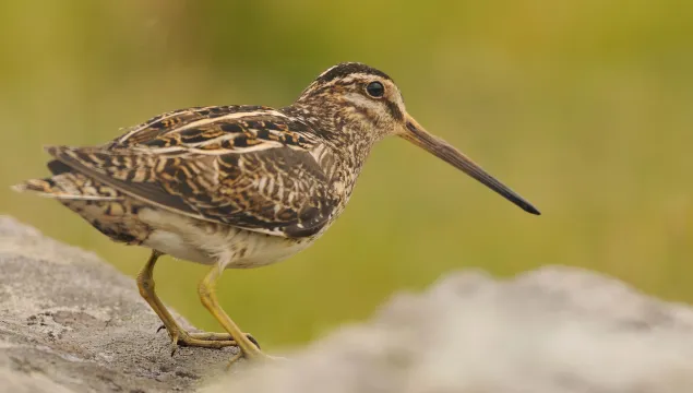 Common Snipe