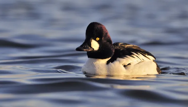 Goldeneye