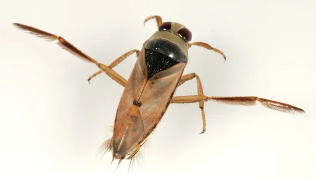 Common Backswimmer