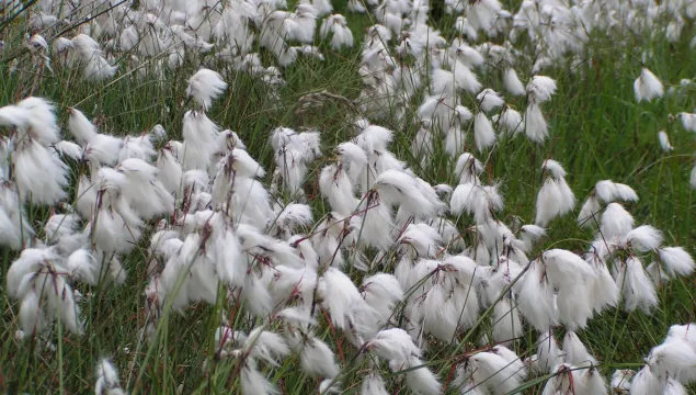 Common Cotton-grass