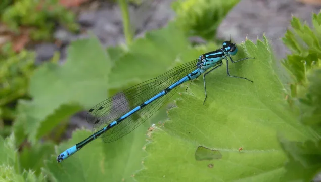 Azure Damselfly