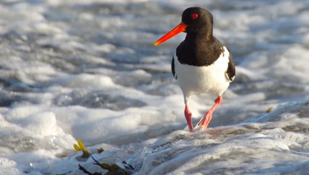 Oystercatcher