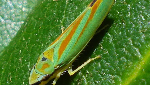 Rhododendron Leafhopper