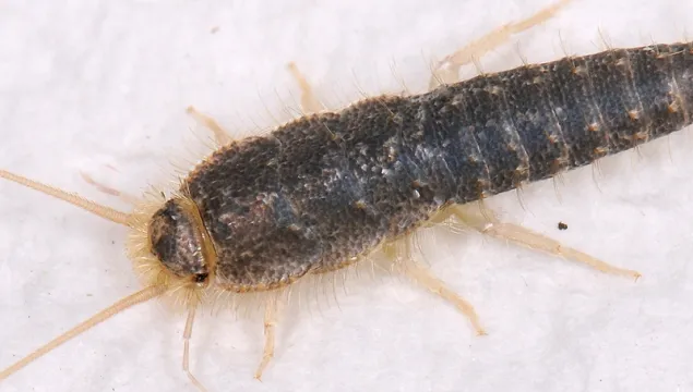 Silverfish