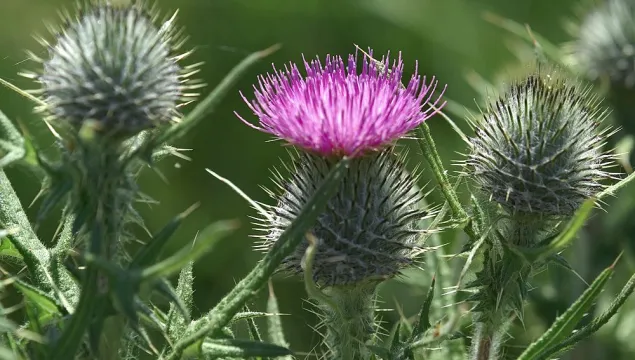 Spear Thistle