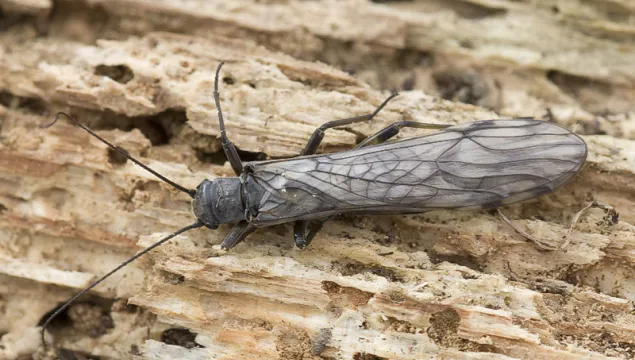 Common Medium Stonefly