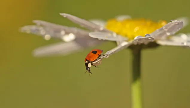 2-spot Ladybird